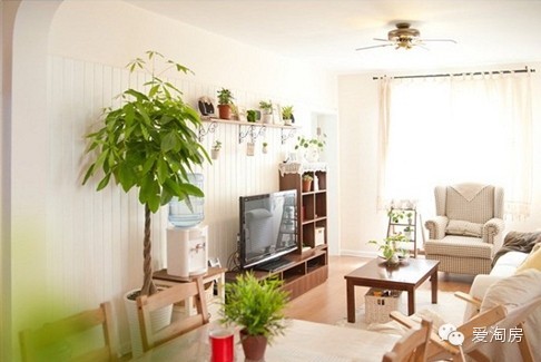 【愛家裝】家中一定要擺放的綠植盆栽 <wbr>你家有哪些？