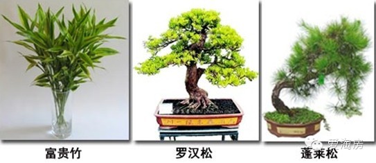 【愛家裝】家中一定要擺放的綠植盆栽 <wbr>你家有哪些？